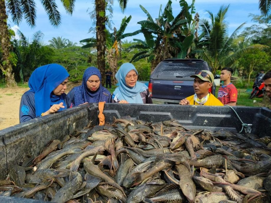 霹次季捕抓外来鱼 捕获4千公斤外来鱼