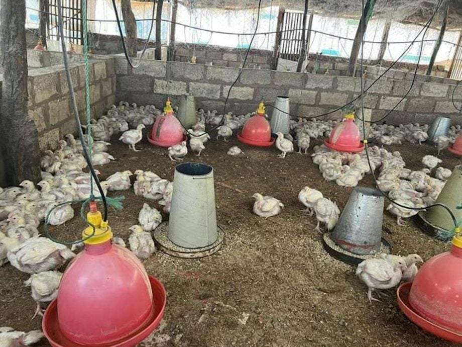 非洲赞比亚中国籍女农场主遭撕票　下属涉谋财害命后埋尸潜逃 