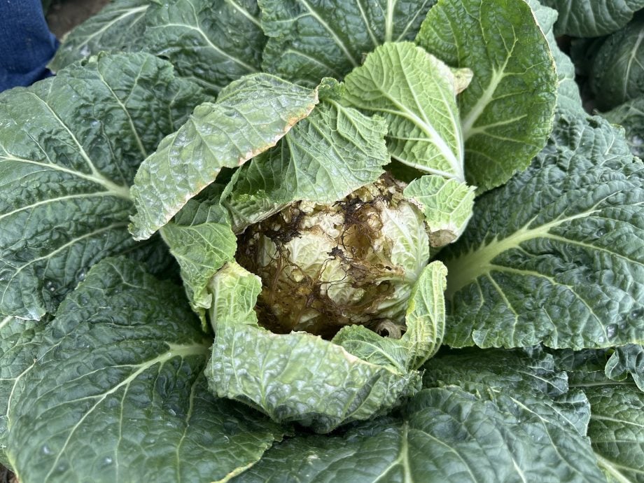 韩国江陵最严重旱灾!蓄水量“跌破15%”民众抢水 用湿纸巾扫厕所