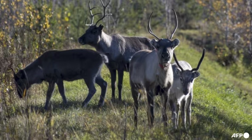高温烤验北极圈 芬兰驯鹿遭遇“史上最惨夏天”