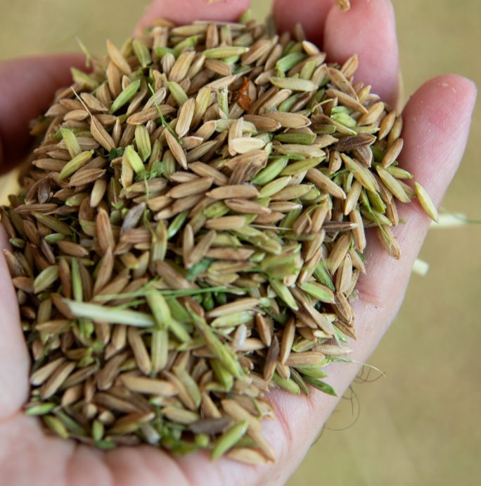 (21/8见报)《星洲人VIP》:丹绒加弄海尚人趣蟹馆串联周边生态游