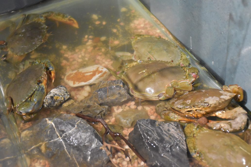 (21/8见报)《星洲人VIP》:丹绒加弄海尚人趣蟹馆串联周边生态游