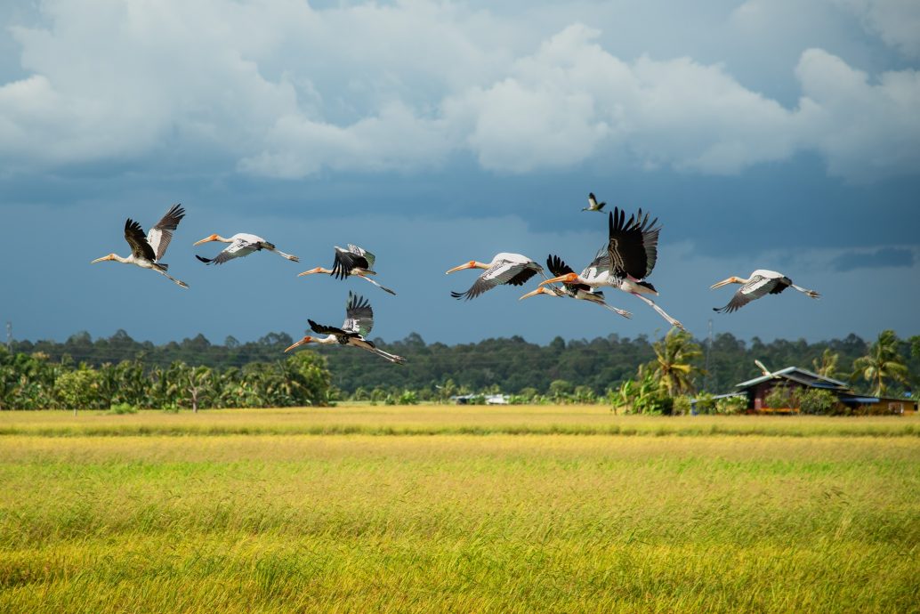 (21/8见报)《星洲人VIP》:丹绒加弄海尚人趣蟹馆串联周边生态游