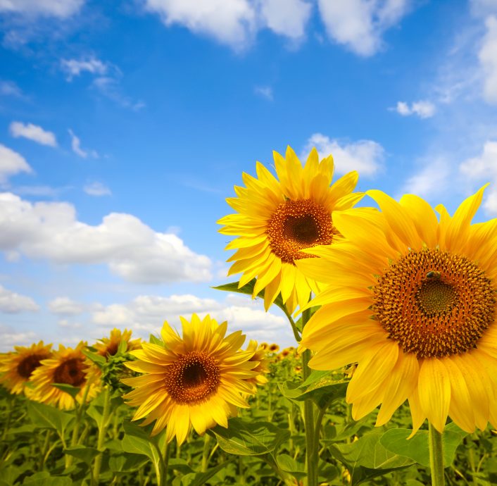 (7/8见报)城人小说——向日葵/初雨