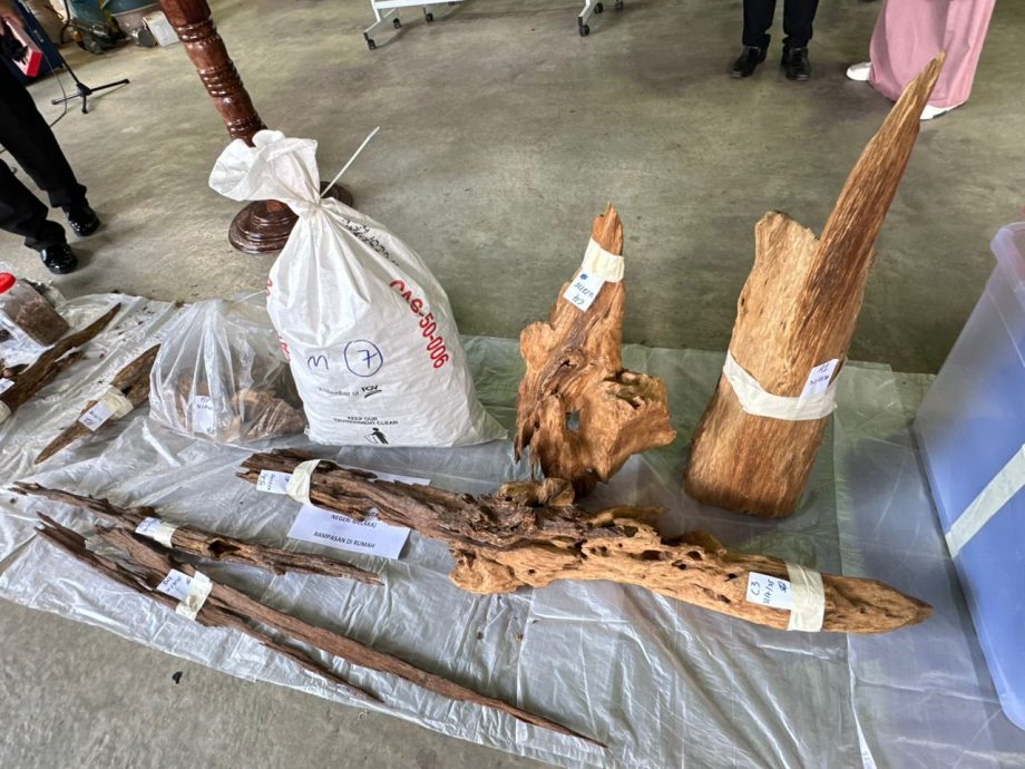 （全国版）警方及多单位侦破非法销售沉香木集团 起获逾1亿充公物