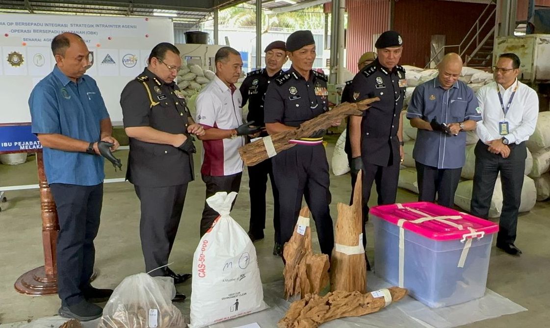 （全国版）警方及多单位侦破非法销售沉香木集团 起获逾1亿充公物