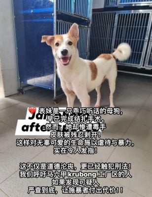 （古城版）警方严正看待母狗“表妹”遭活生生剥皮案件