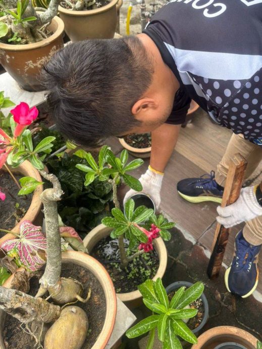 (古城第七版主文)沃尔巴克氏菌蚊子对抗骨痛热症见成效