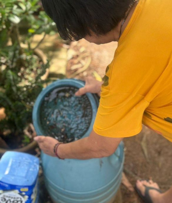 (古城第七版主文)沃尔巴克氏菌蚊子对抗骨痛热症见成效