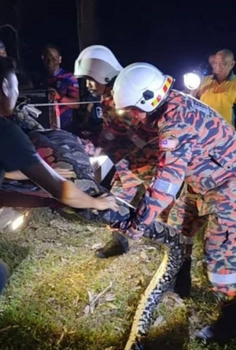 (大北马)一头走失的小母牛竟然被重达100公斤的蟒蛇吞噬