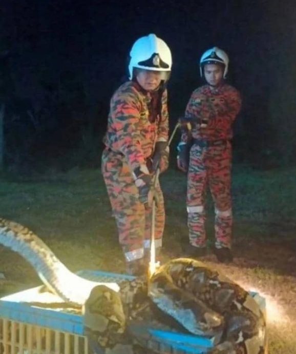 (大北马)一条重达40公斤的蟒蛇被消拯员活擒