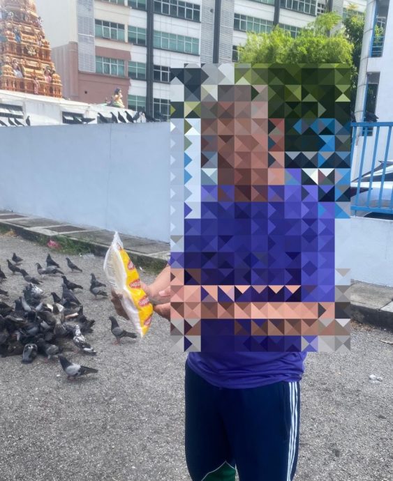 （大北马）今年7月捕杀近2000乌鸦，市政厅铲除73乌鸦巢穴