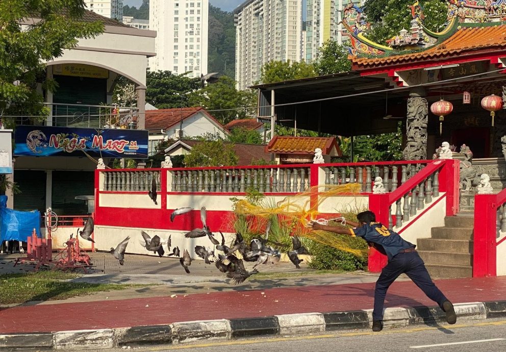 （大北马）今年7月捕杀近2000乌鸦，市政厅铲除73乌鸦巢穴
