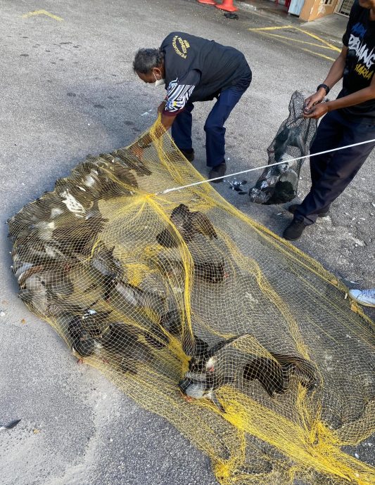 （大北马）今年7月捕杀近2000乌鸦，市政厅铲除73乌鸦巢穴