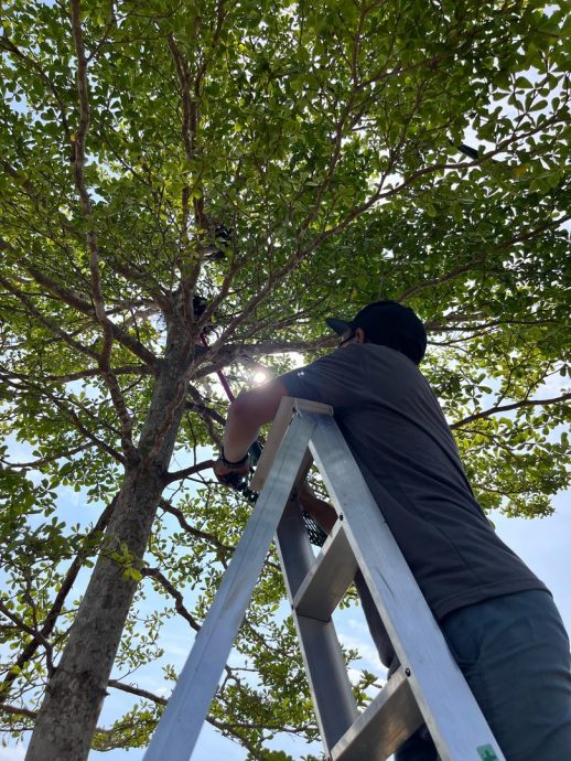 （大北马）吉辇县议会 太子城社区 展除鸦窝行动 37窝点被除