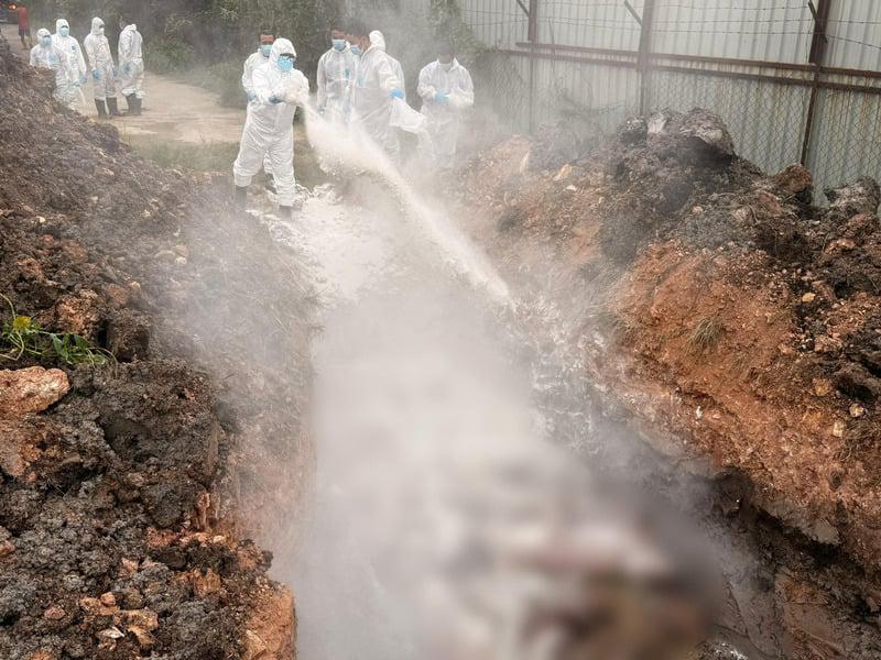 （大北马）威北平安村再有一家养猪场感染非洲猪瘟，至今已累积5家。