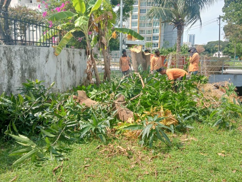 (大北马)王耶宗水利灌溉局清理树木杂草