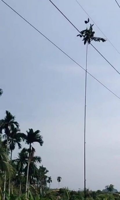 （大北马）疑用竹竿诱鸟勾到高电压，53岁男触电身亡遗体焦黑