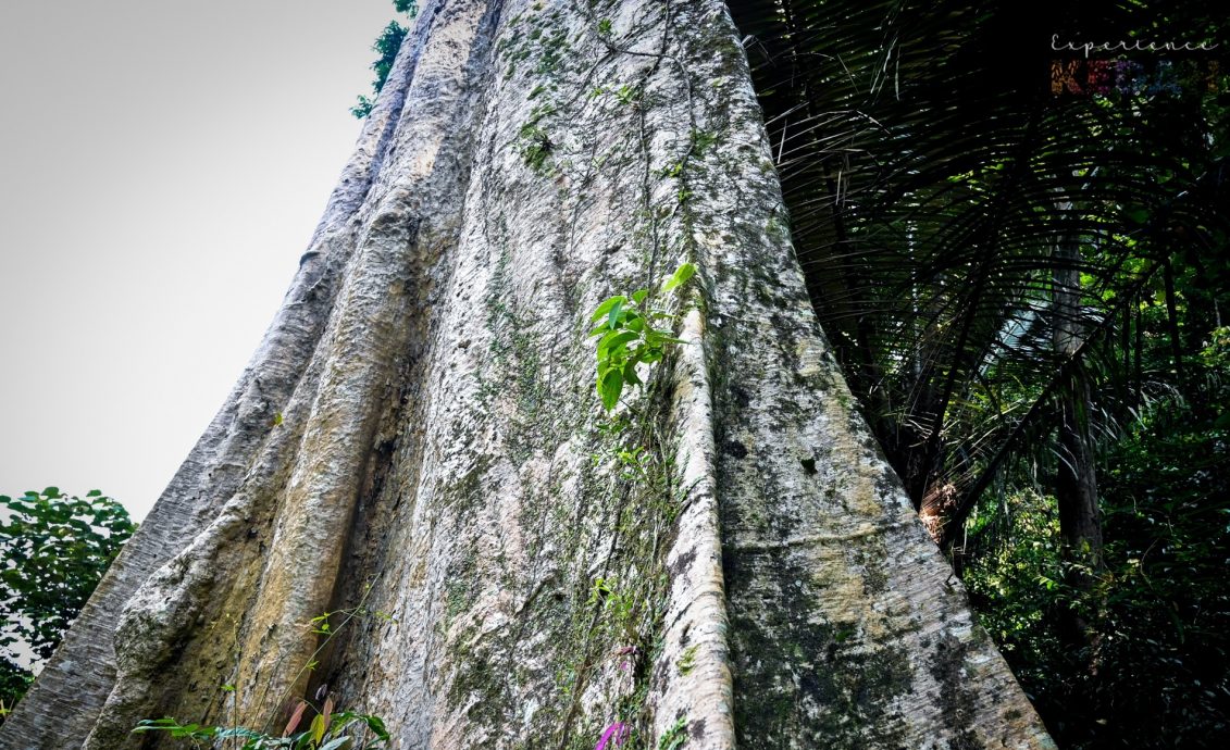（大北马）百年“四数木”成日莱山新景点 