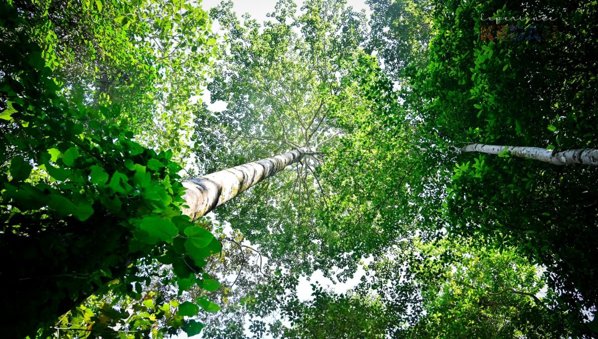 （大北马）百年“四数木”成日莱山新景点 