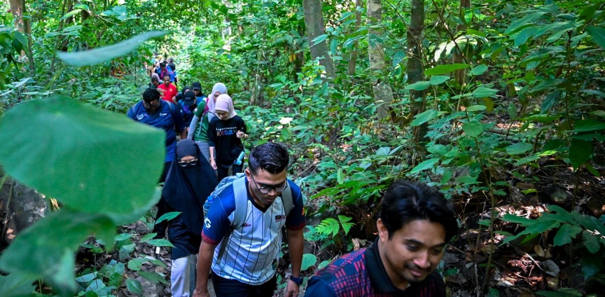 （大北马）百年“四数木”成日莱山新景点 