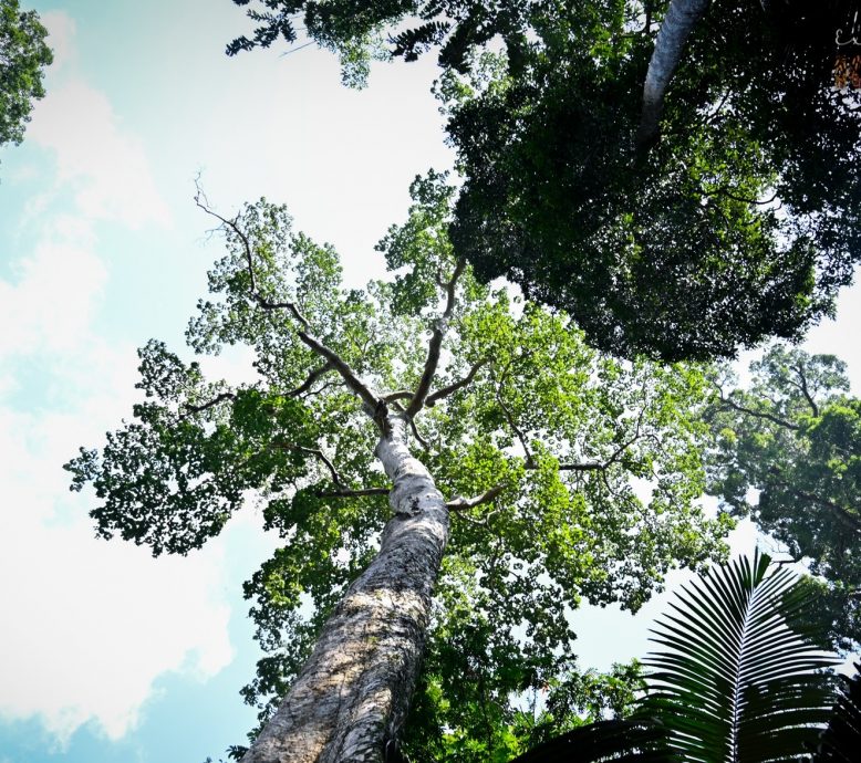 （大北马）百年“四数木”成日莱山新景点 