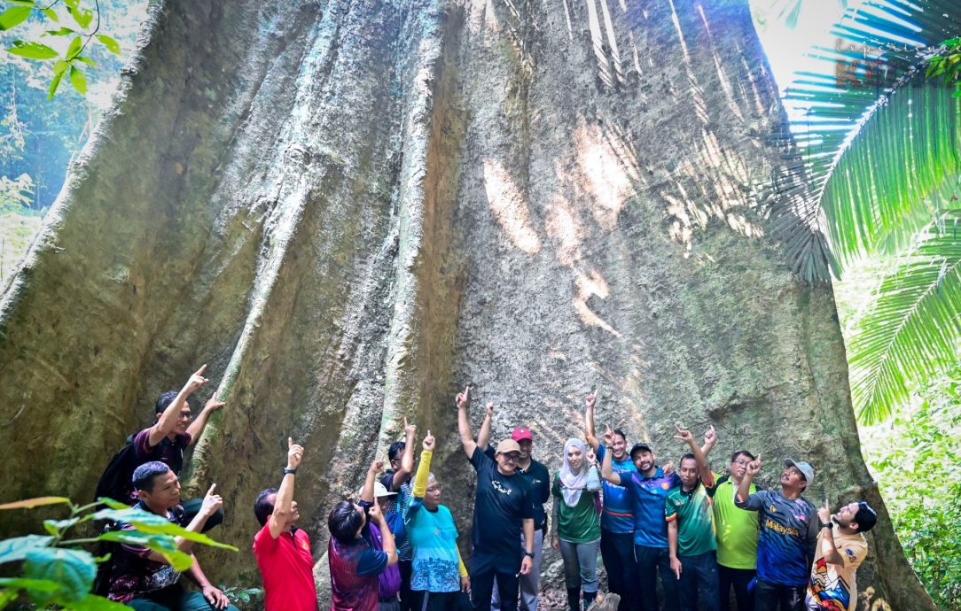 （大北马）百年“四数木”成日莱山新景点 