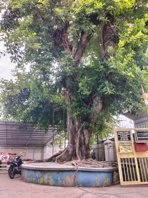 （大北马）走过百年|风车路锡克庙
