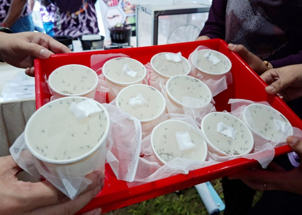 (大北马)释放带沃尔巴克氏菌黑斑蚊,降低组屋骨痛热症病例