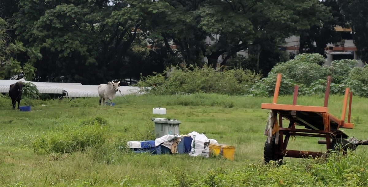 (大北马)黄义恩:承诺建负担屋巴刹,地段4年荒芜现变养牛场