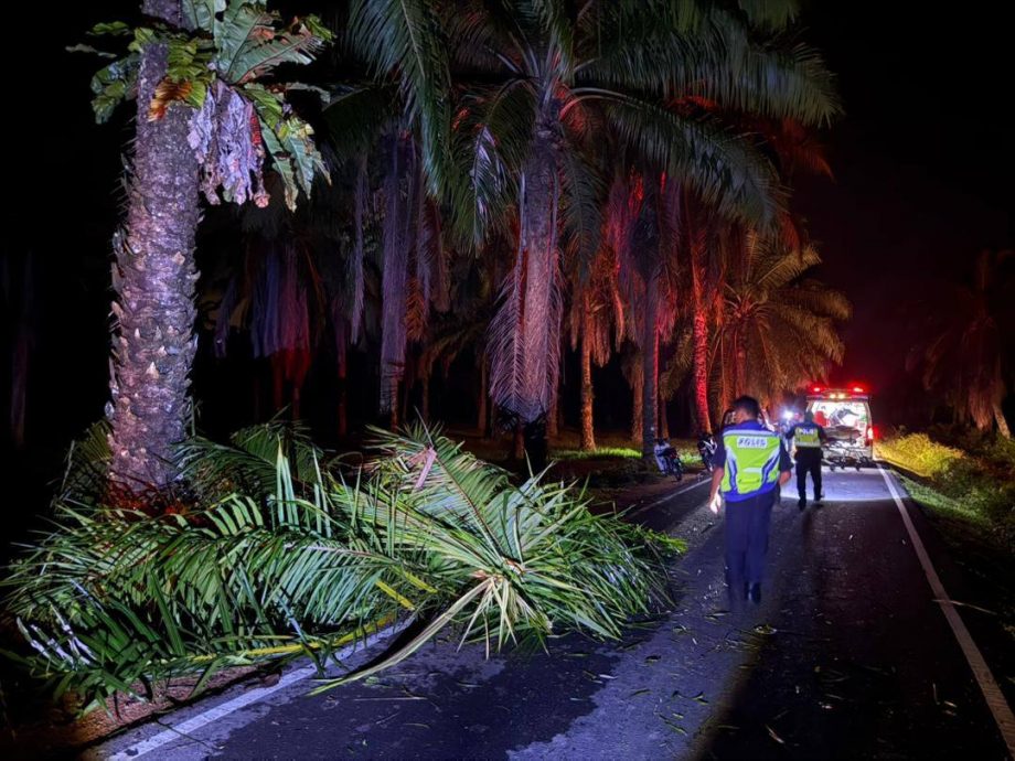 （已签发）柔：夜间骑驶撞倒下大树   26岁骑士送医途中身亡