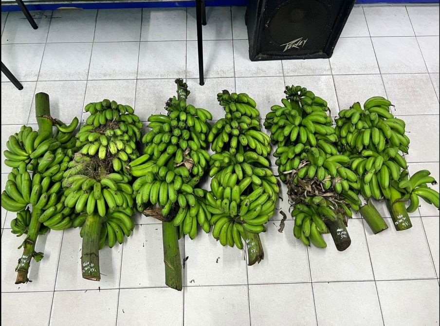 失业男半夜闯园地 偷6串香蕉被捕