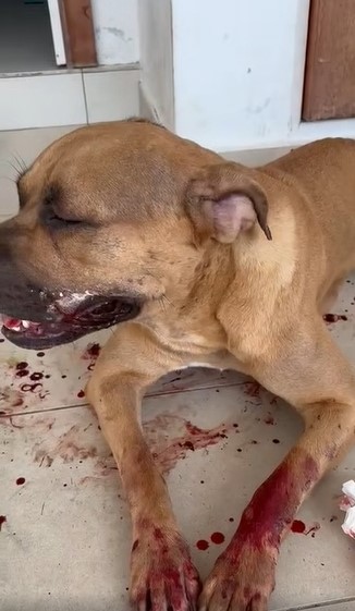 （已签发）柔：指控邻居打伤自家毛孩   狗主伤心落泪