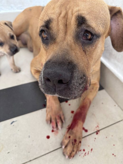 （已签发）柔：指控邻居打伤自家毛孩   狗主伤心落泪