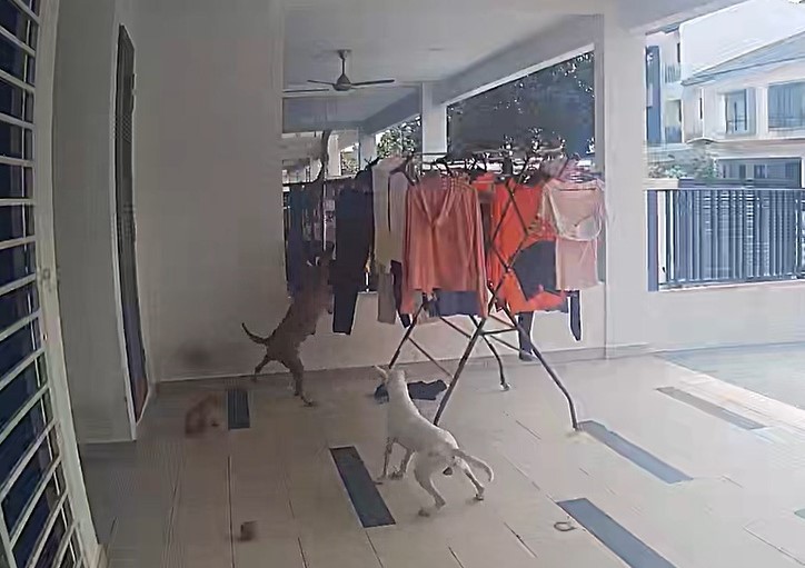 （已签发）柔：指控邻居打伤自家毛孩   狗主伤心落泪