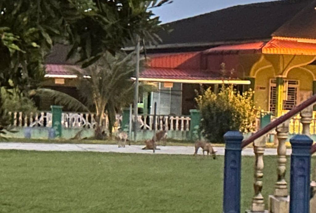 拉美士县议会新措施   在多投诉少巡逻区设笼捉流浪狗