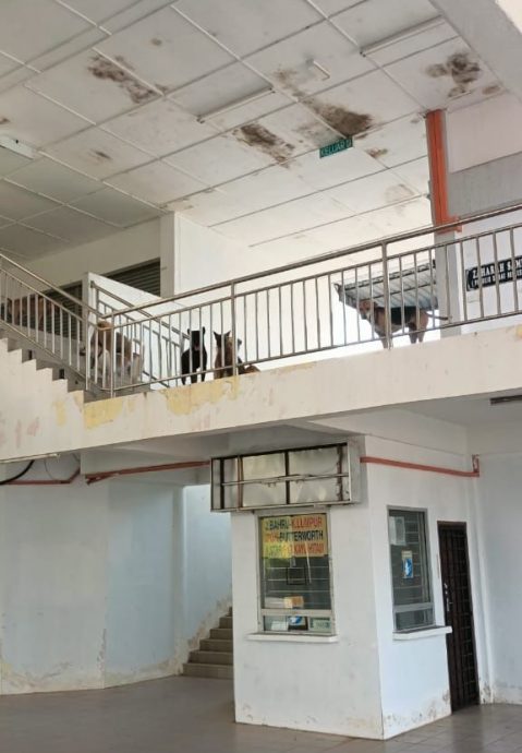 拉美士县议会新措施   在多投诉少巡逻区设笼捉流浪狗