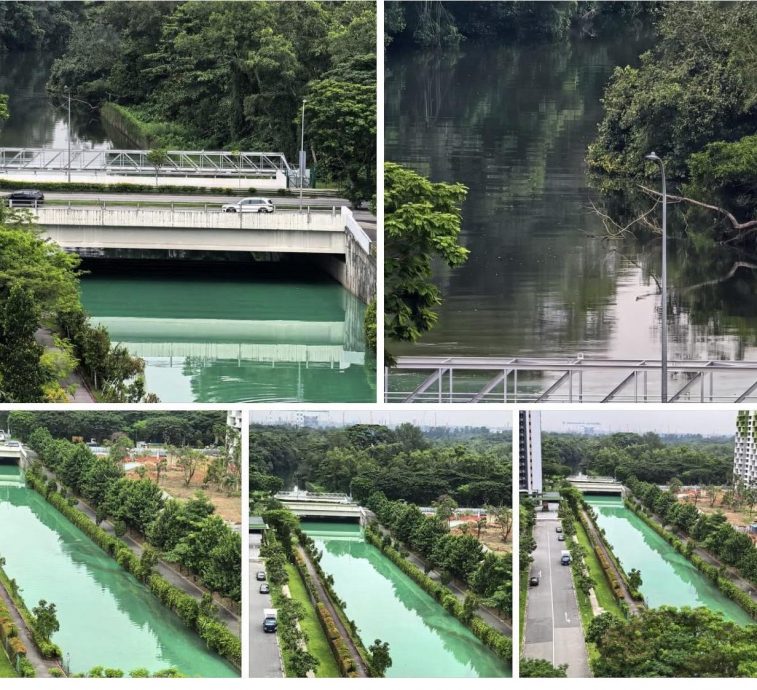 (已签发)柔:狮城二三事:义顺沟渠水变绿 狮城环境局:含墨水废水导致