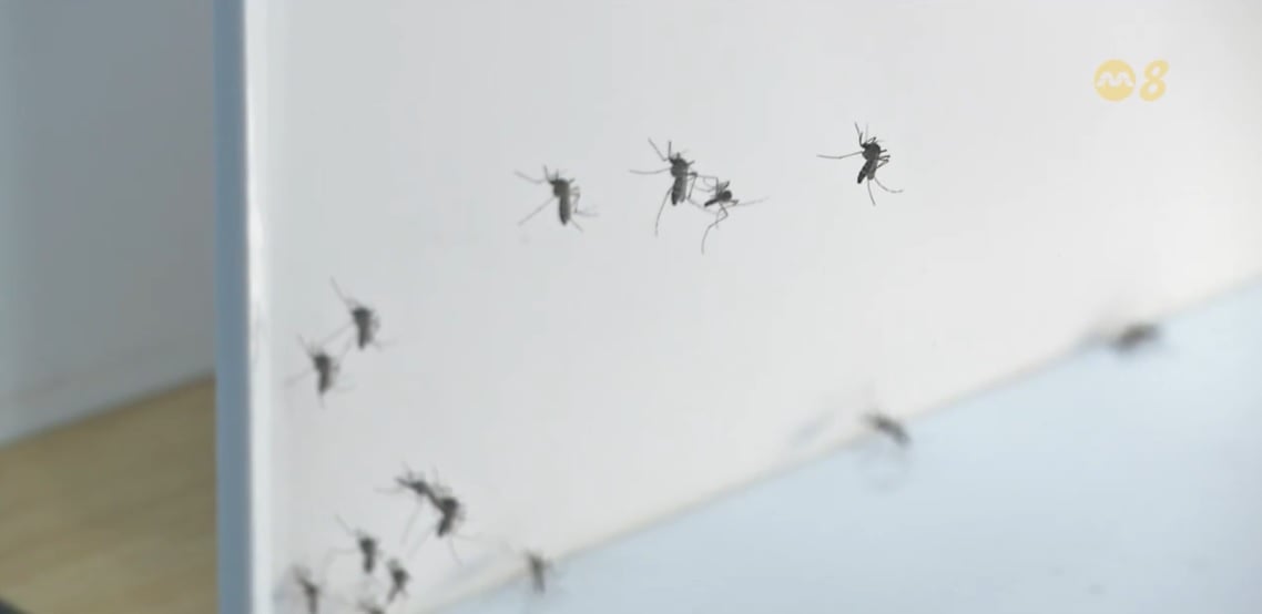 (已签发)柔:狮城二三事:传染病管理局:狮城基孔肯雅热病例翻倍