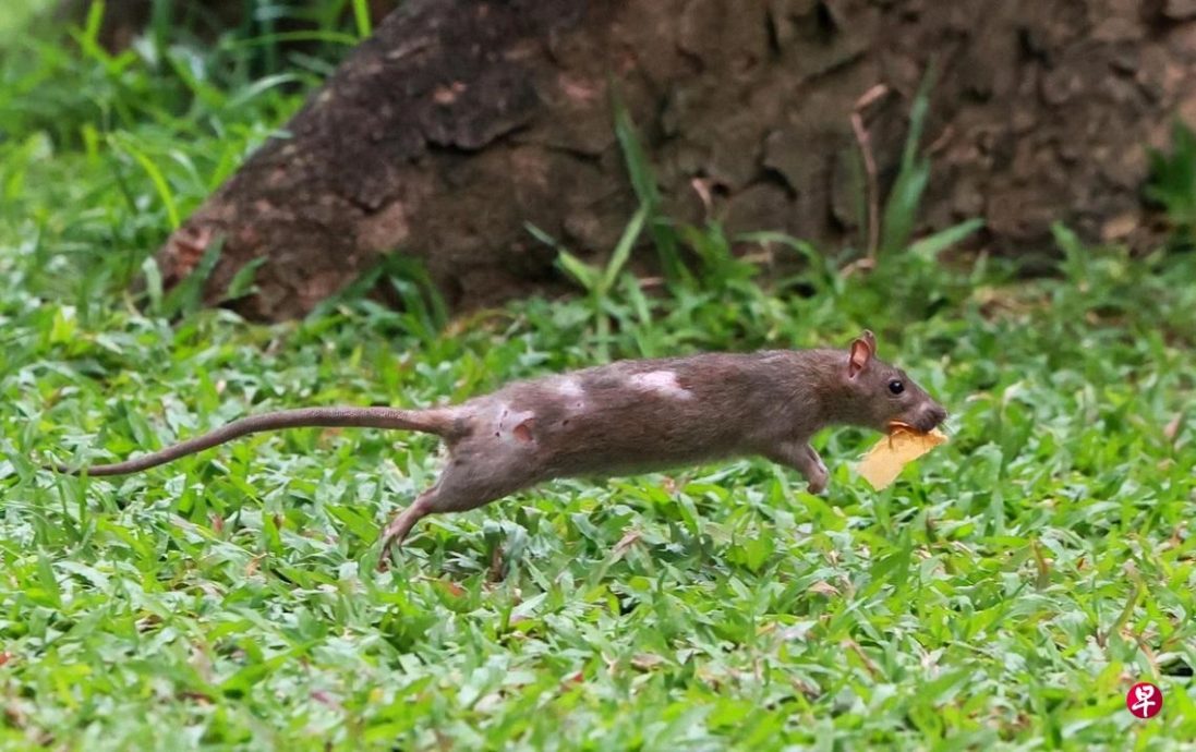 （已签发）柔：狮城二三事：居民诉硕鼠肆虐 闯电梯爬过脚板