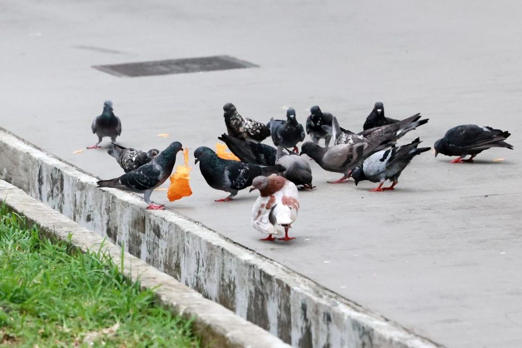 （已签发）柔：狮城二三事：居民诉硕鼠肆虐 闯电梯爬过脚板