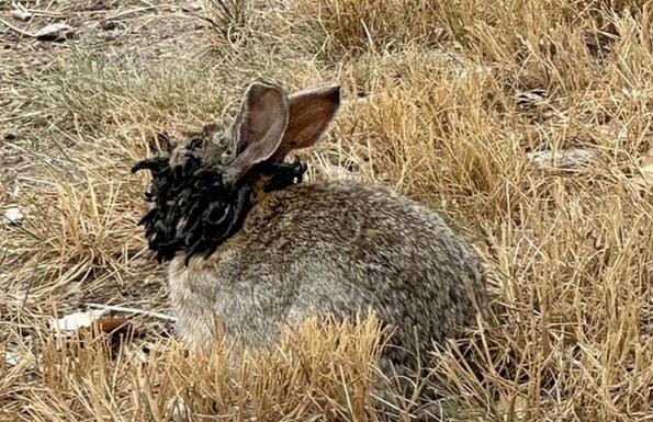（已签发）野兔感染病毒 头脸长恐怖黑瘤