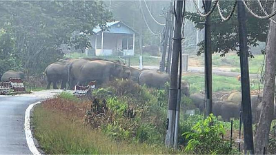 A night of horror for villagers due to encroachment by a herd of elephants