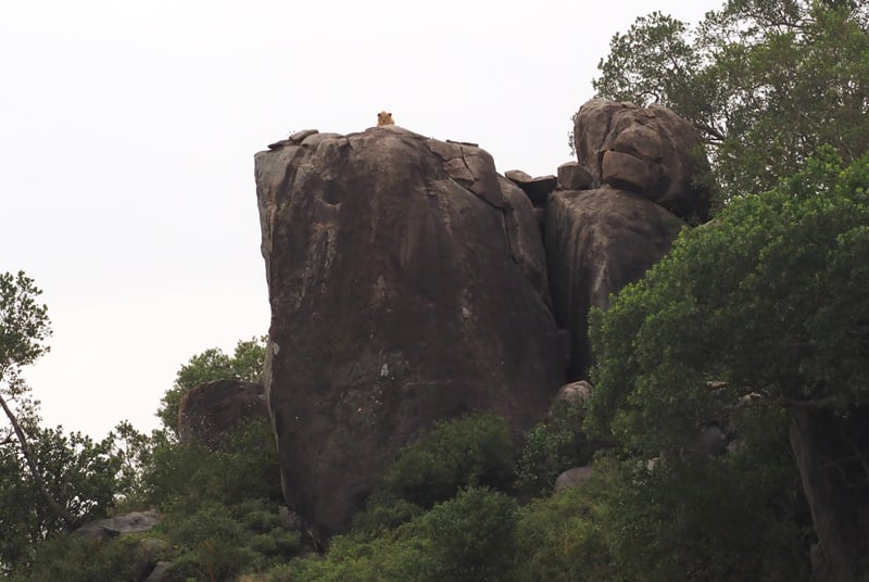 Kim Teoh/塞伦盖蒂 狮子王