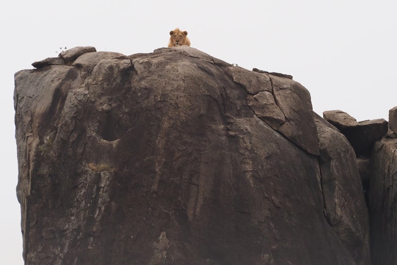 Kim Teoh/塞伦盖蒂 狮子王