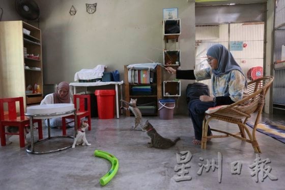 猫狗性格大不同,了解猫狗行为才能和睦相处