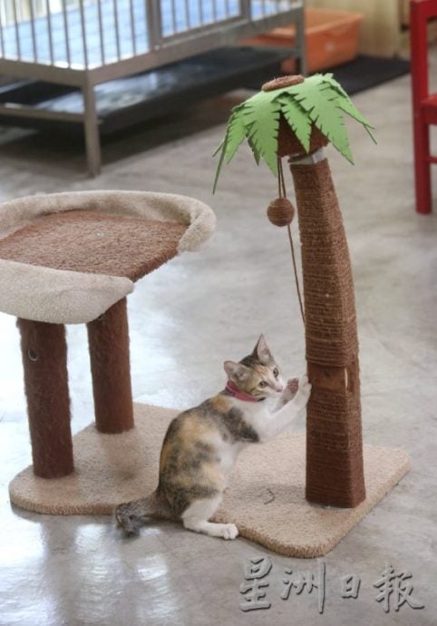 猫狗性格大不同,了解猫狗行为才能和睦相处