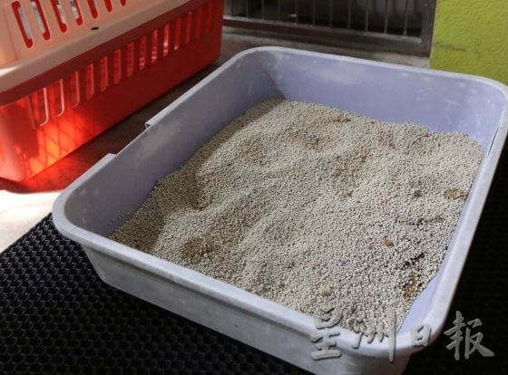 猫狗性格大不同,了解猫狗行为才能和睦相处