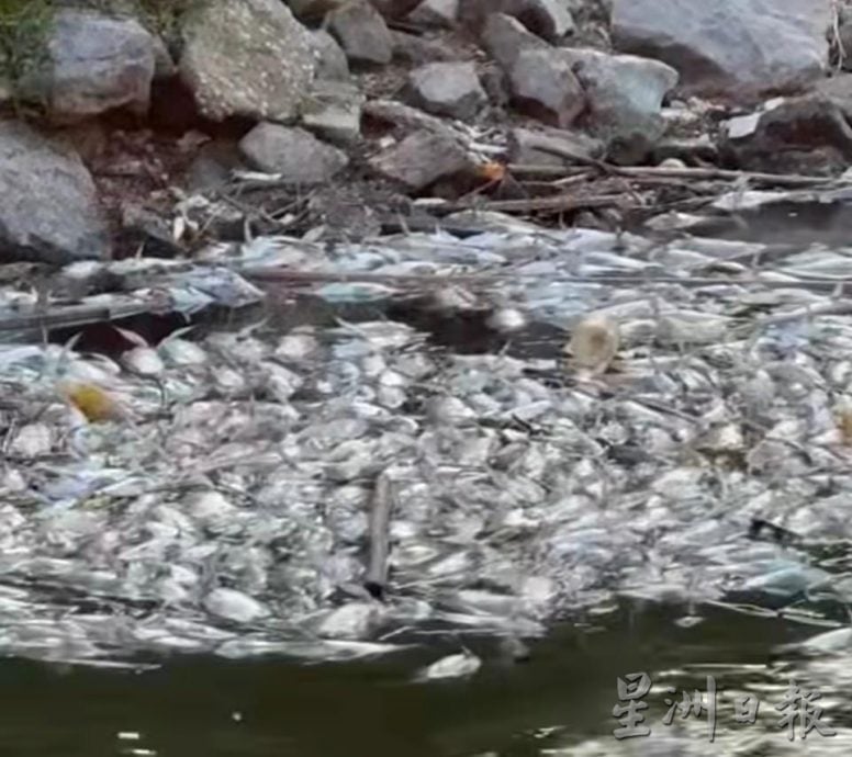 两度现死鱼充斥外来鱼 郑国霖:近打河非染缸