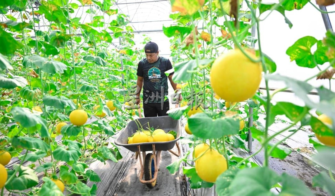 东：已签发：登州香甜瓜产量剑指8万公斤　农业局积极扶持种植者